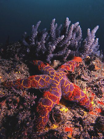 Mosaic star, Bare Island by Doug Anderson 