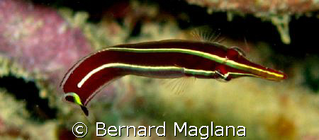 GRACE IN MOTION/Samal Island,Davao City by Bernard Maglana 