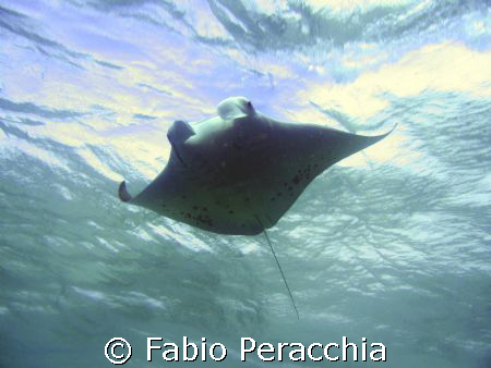 To fly by Fabio Peracchia 