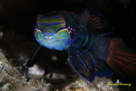 Mandarinfish at Malapascua  by Taco Cheung 