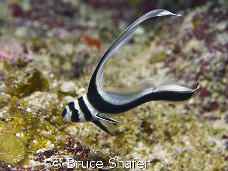Juvenile spotted drum trying to avoid this paparazzo.  I ... by Bruce Shafer 