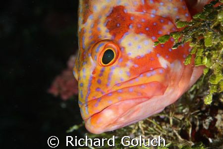 Beautiful eye by Richard Goluch 