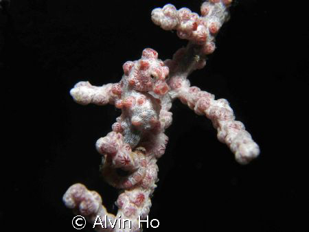 Pygmy seahorse @ Malapascua, Cebu. Shot with Olympus C-70... by Alvin Ho 