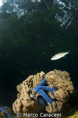 UNDER MANGROVES by Marco Caraceni 