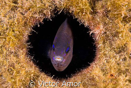 Into my shelter by Victor Amor 