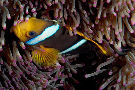 Anemone fish all tucked in. by Andy Lerner 