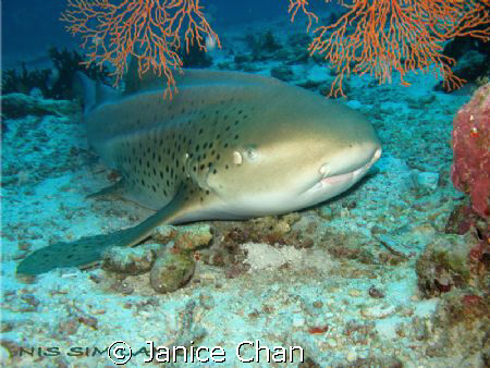 leopard shark taken at almost the end of a dive - Similan... by Janice Chan 