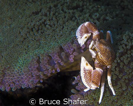 Porcelan Crab.
Oly C-8080 by Bruce Shafer 
