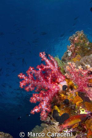 WHERE IS THE RED FISH? by Marco Caraceni 