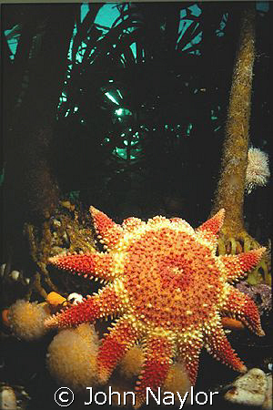 Sunstar at base of kelp forest. St.Abbs. Scotland. by John Naylor 