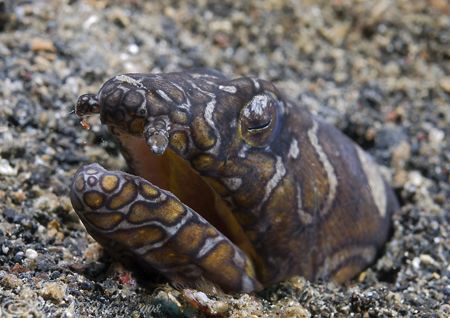 Napoleon snake eel. Lembeh strait's. D200, 60mm. by Derek Haslam 