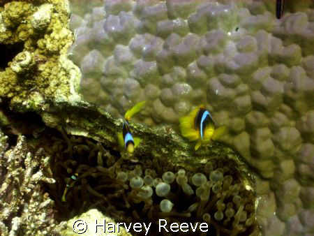anenome fish by Harvey Reeve 