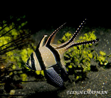 Banggai Cardinalfish. Native to Banggai Island and Lembeh... by Leigh Chapman 