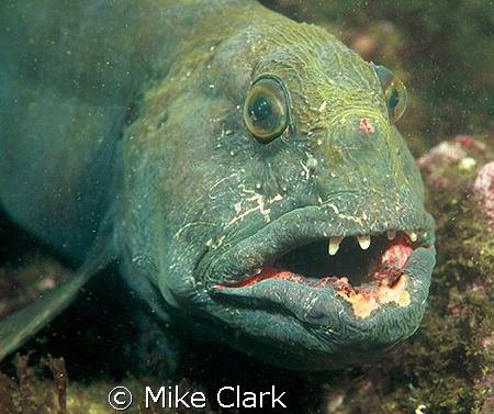 Wild Wolf Fish, St. Abbs Scotland. Nikon f90x with 60mm l... by Mike Clark 