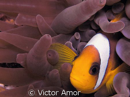 Nemo by Victor Amor 