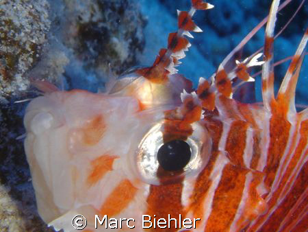 LION FISHE, Bora Bora.
Close up. Cybershot Sony T5 by Marc Biehler 