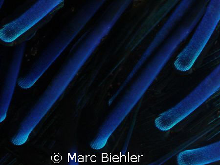 Sea Urchin, Bora Bora.
Close up. Cybershot Sony T5 by Marc Biehler 