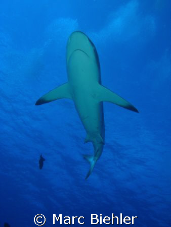 grey shark, Bora Bora.
Cybershot Sony T5 by Marc Biehler 