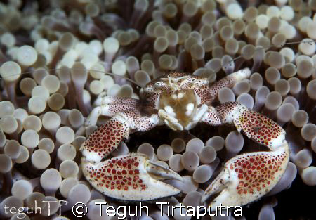 Porcelain crab...taken at Bunaken, Manado by Teguh Tirtaputra 