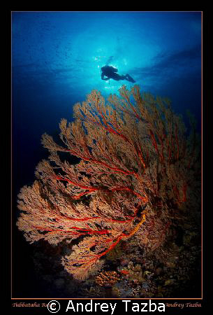SEA FAN by Andrey Tazba 