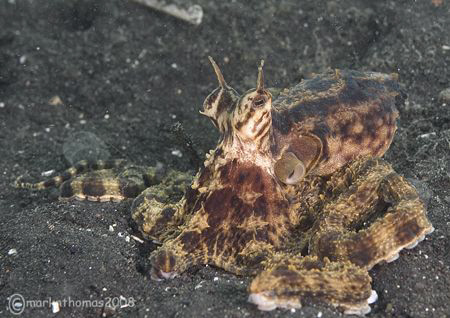 Quintopus - a five-armed mimic octopus.
Lembeh.
60mm. by Mark Thomas 
