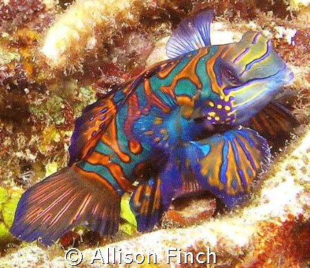 Dusk dive in the Lembeh Strait. by Allison Finch 