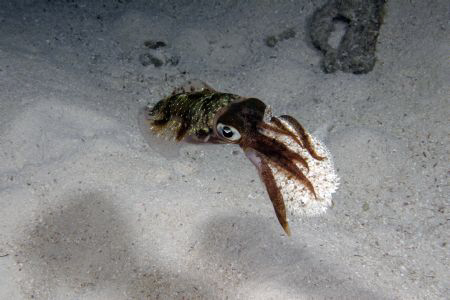 A Squid captures a Peacock flounder at night by Michael Madelung 