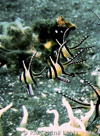 Banggai Cardinalfish, Pterapogon kauderni. Taken in Lembe... by Ria Qorina Lubis 
