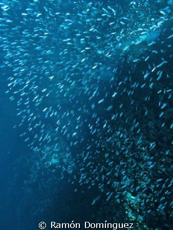 Silversides soup.
It´s always nice to find a school of s... by Ramón Domínguez 