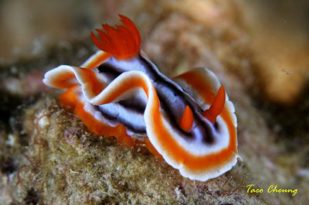 Slug at Malapascua by Taco Cheung 