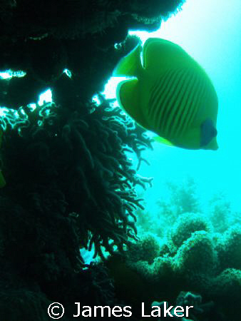 LIGHT ( Was using a red filter on this dive ) by James Laker 