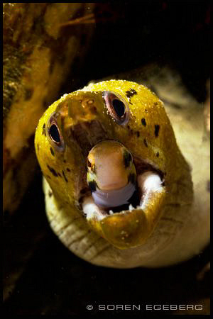 Yawn! by Soren Egeberg 