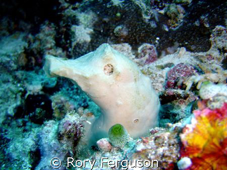 The lenth's some sponges will go to to be photographed ju... by Rory Ferguson 