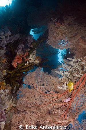 Gorgonians on pier pillars in Dauin, Dumaguete. by Erika Antoniazzo 