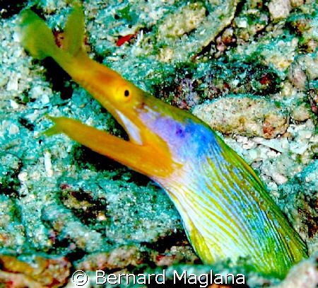 YAWN/Marissa Reef,Samal Island,Davao City by Bernard Maglana 