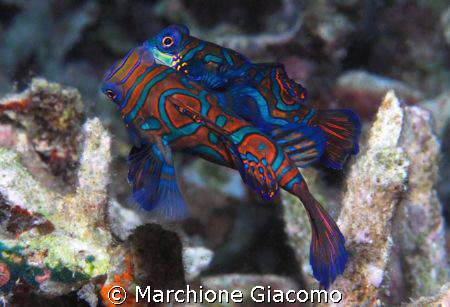 Lovers:Nikon D200- 105 macro. two strobo
Moal Boal, Cebu... by Marchione Giacomo 