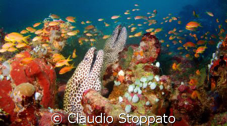 RED CLOUD by Claudio Stoppato 