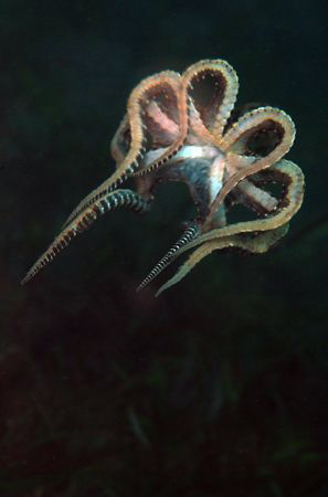Mimic octopus. by Dray Van Beeck 