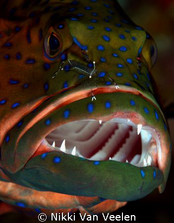 Grouper receiving the "the cleaning service" taken at Cam... by Nikki Van Veelen 