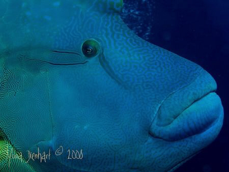 while I was trying to take a decent shot of some anthias ... by Mona Dienhart 