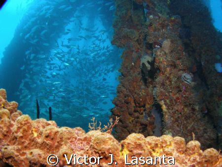  school of bonefish at crash boat dive site in aguadilla.... by Victor J. Lasanta 