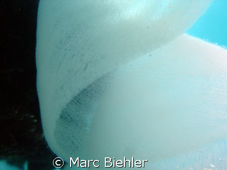 Eggs of nudibranch, macro cybershot sony T5 by Marc Biehler 