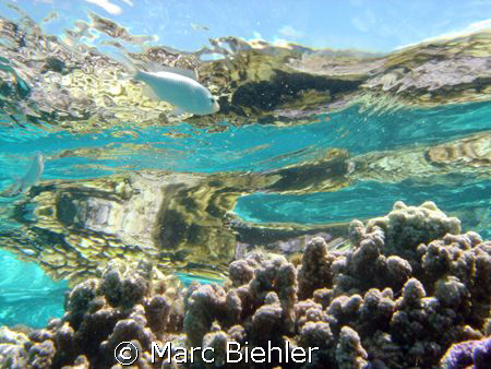 On the barrier reef, Bora Bora sony cybershot T5 by Marc Biehler 