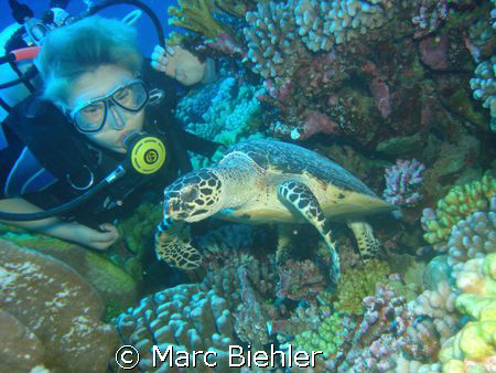 Meet a turtle, Bora Bora sony cybershot T5 by Marc Biehler 