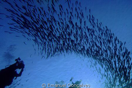 Kuhlia mugil (Barred flagtail), Big Brother Egyptian Red ... by Emanuel Gonçalves 