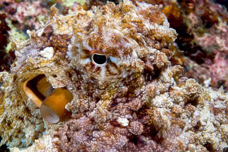 Camouflaged octopus close up by Andy Lerner 