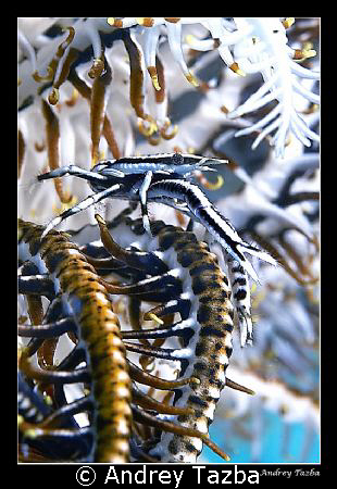 Crinoid squat lobster by Andrey Tazba 