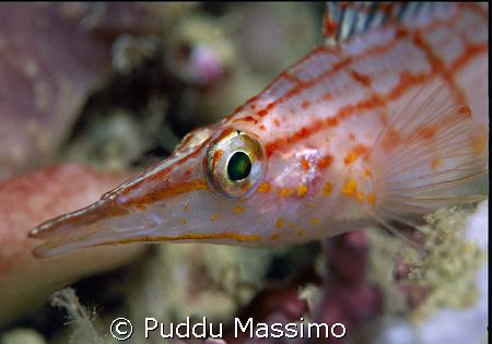 hawk fish,nikon f90x 105mm macro by Puddu Massimo 