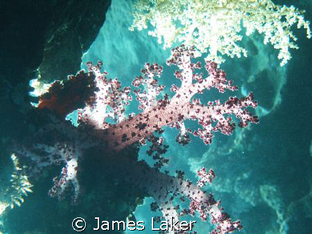Underwater Garden. I love the way the natural sunlight co... by James Laker 