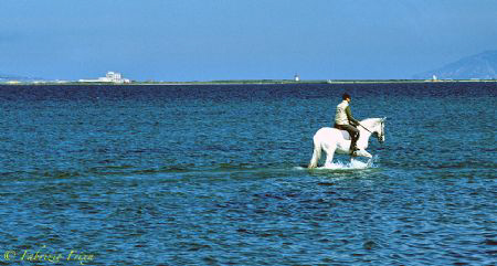 A special marine area is the "Lagoon" at Marsala in weste... by Fabrizio Frixa 